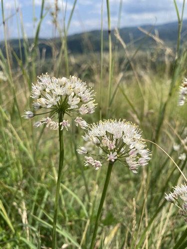 Allium denudatum, photograph 5