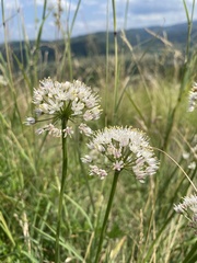Allium denudatum, photograph (c) Наталья Пикалова, some rights reserved (CC BY)