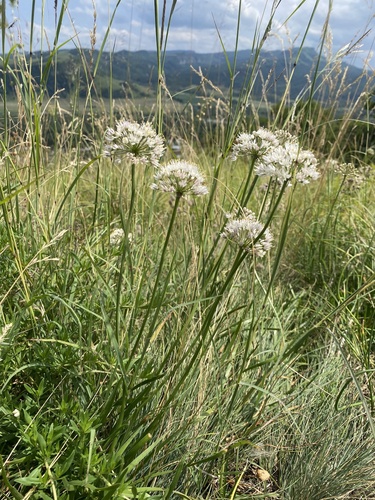 Allium denudatum, photograph 6