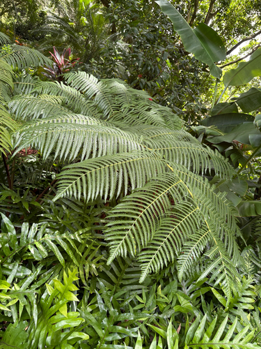 Cibotium chamissoi observed 2026-08-01