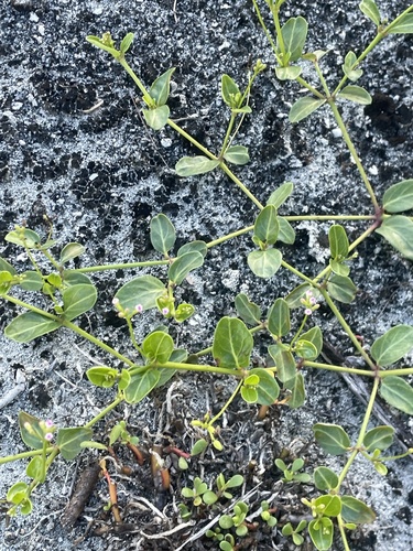 Boerhavia tetrandra observed 2026-08-02