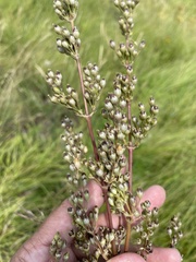 Silene densiflora