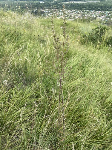 Silene densiflora, photograph 2