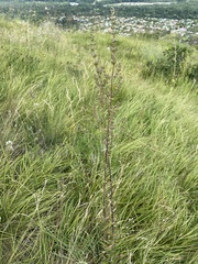 Silene densiflora, photograph (c) Наталья Пикалова, some rights reserved (CC BY)