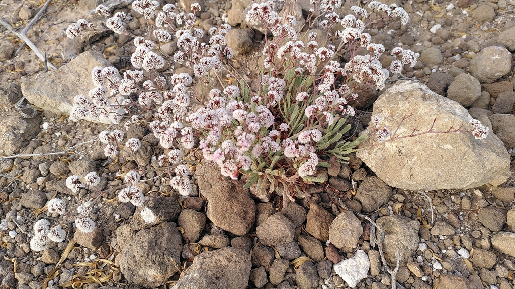 Limonium pectinatum; photograph author not stated, no rights reserved