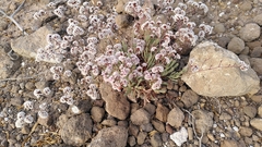 Limonium pectinatum