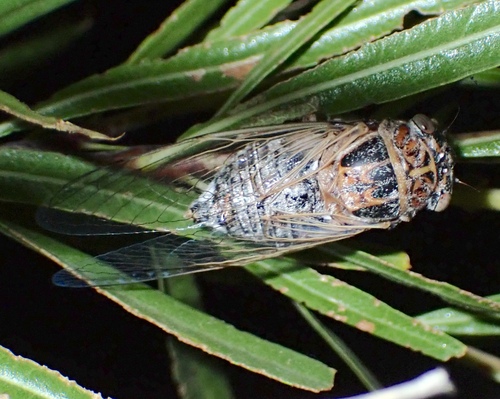 Diceroprocta eugraphica