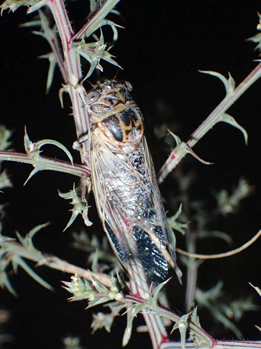 Diceroprocta eugraphica