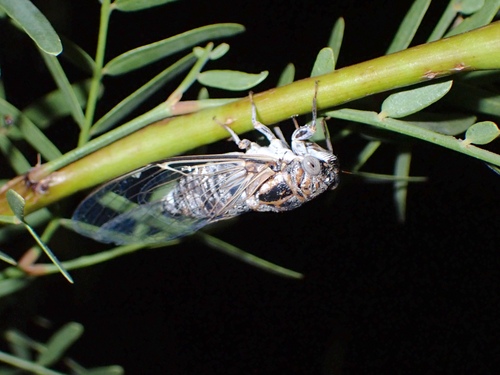 Diceroprocta eugraphica