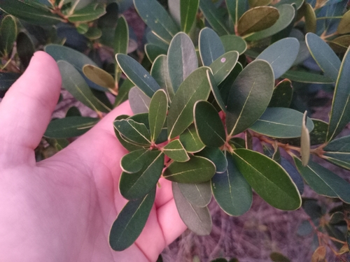 Osmanthus austrocaledonicus observed 2026-08-03