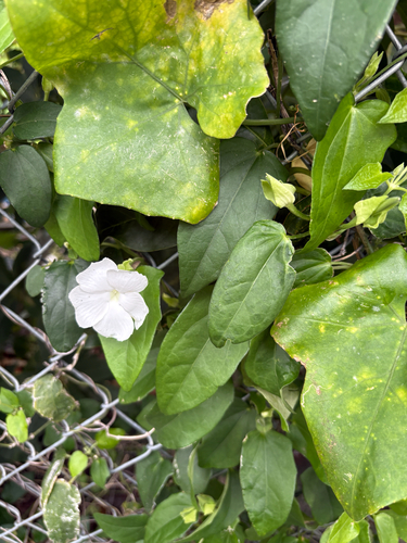 Thunbergia fragrans observed 2026-08-01