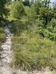 (c) Наталья Пикалова, some rights reserved (CC BY) Chrysopogon gryllus, photograph (c) Наталья Пикалова, some rights reserved (CC BY)