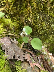 Viola renifolia