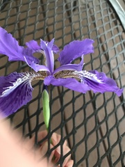 Iris tectorum