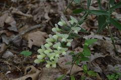 Baptisia bracteata leucophaea
