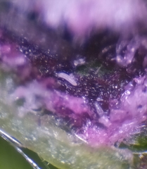 Aceria tenella
