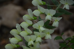 Baptisia bracteata leucophaea