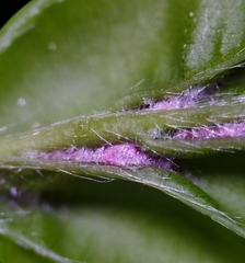 Aceria tenella