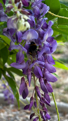 Buff-tailed Bumble Bee