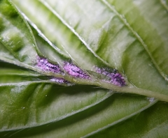 Aceria tenella