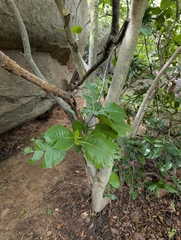 Gardenia latifolia, photograph (c) Ravuri Krishna Chaitanya, some rights reserved (CC BY)