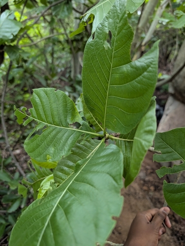 Gardenia latifolia, photograph 5