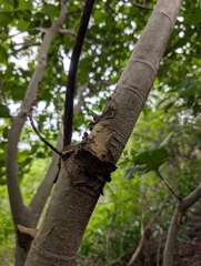 Gardenia latifolia, photograph (c) Ravuri Krishna Chaitanya, some rights reserved (CC BY)