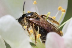 Andrena nuda