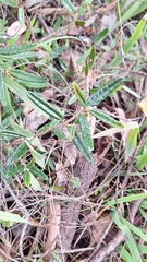 Correa decumbens