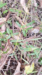 Correa decumbens, photograph author not stated, no rights reserved