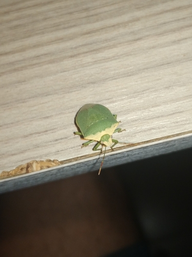 Southern Green Stink Bug