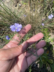 Linum austriacum, photograph (c) Наталья Пикалова, some rights reserved (CC BY)