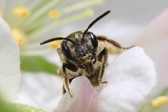 Andrena nuda