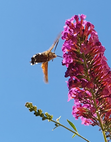 Eurasian Hummingbird Hawkmoth