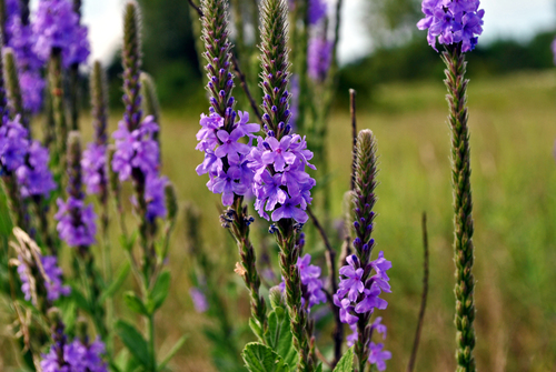 hoary vervain