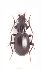Gastrellarius honestus