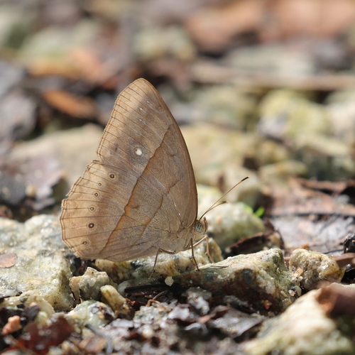 Cyclops Bushbrown