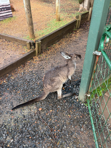 Mainland Western Grey Kangaroo