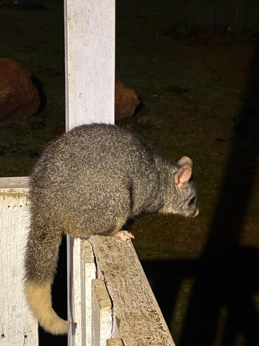 Common Brushtail Possum