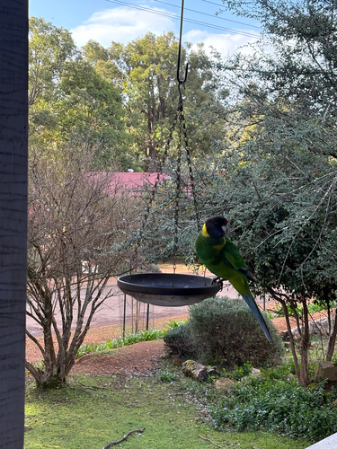 Australian Ringneck