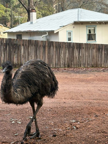 Emu