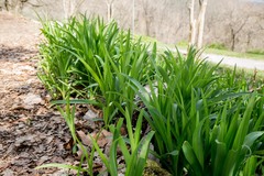 Narcissus pseudonarcissus