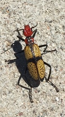 Tegrodera aloga