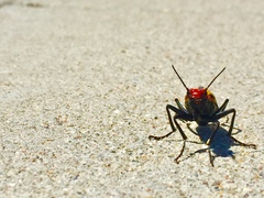 Tegrodera aloga