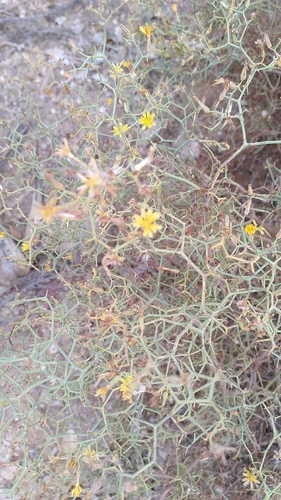Launaea arborescens, photograph 5