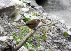 Troglodytes solstitialis