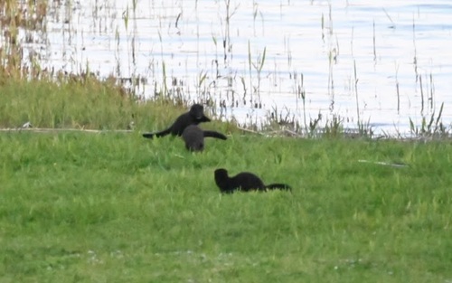 American Mink