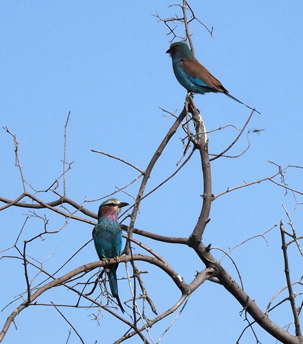 Lilac-breasted Roller