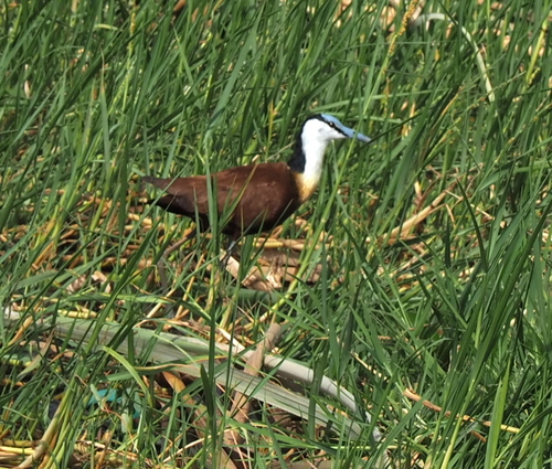 African Jacana