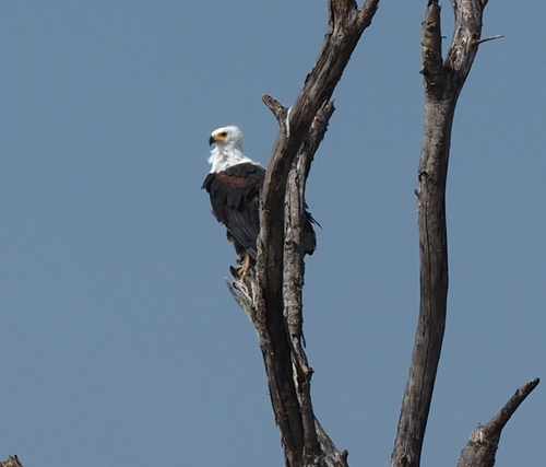 African Fish-Eagle